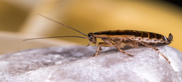 german cockroach pest control Kirribilli