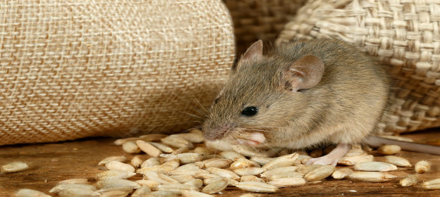mice control Luddenham
