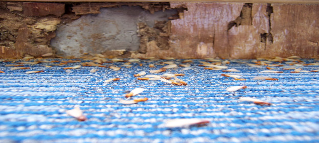 termite control Osborne Park