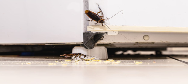 cockroach pest control Silverwater